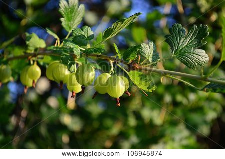 Berries
