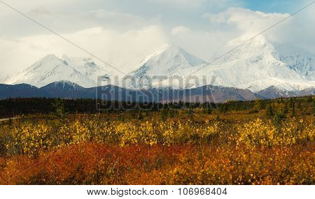 Plants Ground Cover Change Color Alaska Mountains Autumn Season