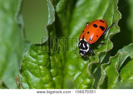 Ladybug Macro