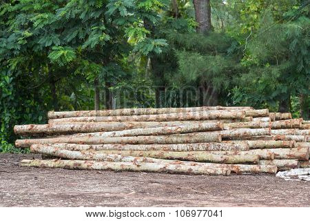 log wood