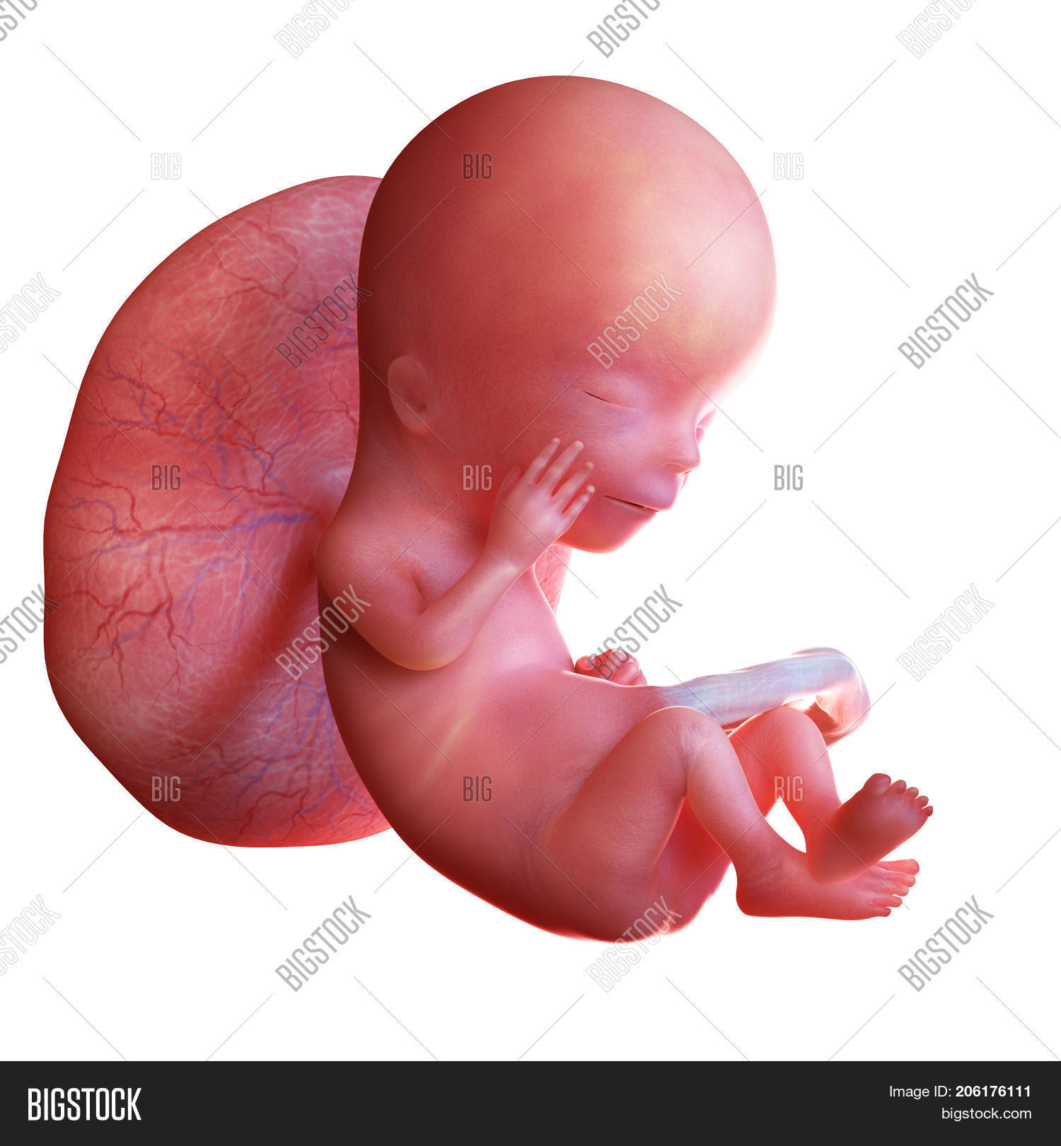 Узи 14 недель беременности. Плод на 14 неделе беременности. Узи ребенка на 15 неделе беременности. Эмбрион на 12 неделе беременности. Плод ребенка на 12 неделе беременности.