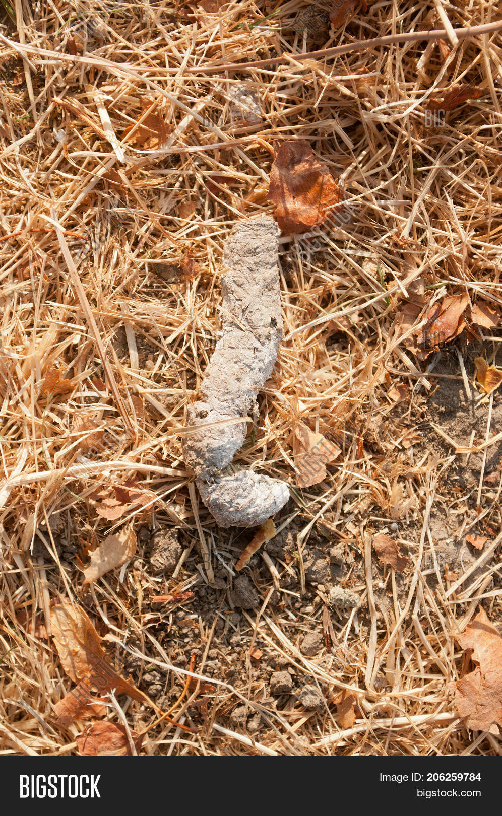 Male Turkey (Tom Jake Image & Photo (Free Trial) Bigstock