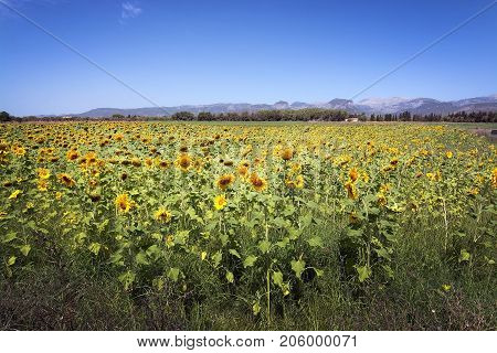 Sunflower Field