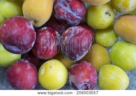 fresh seasona fruit: red and yellow plums
