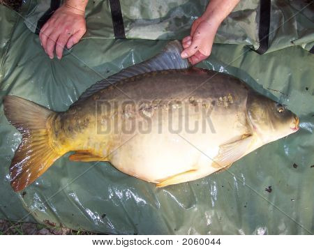 Carpa del espejo