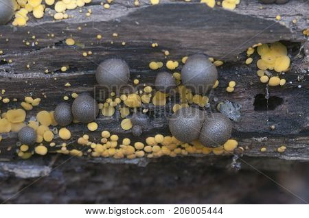 Mushrooms (slime mould Lycogala epidendrum and Bisporella citrina) on an old stump