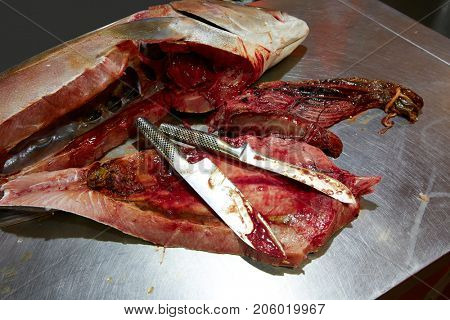 Amberjack fish fillet process in stainless steel kitchen