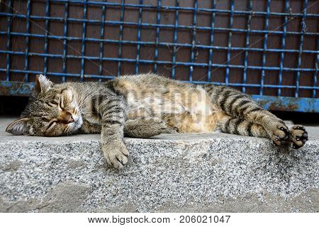 A gray striped cat sleeps on a stone floor near a fence with a lattice