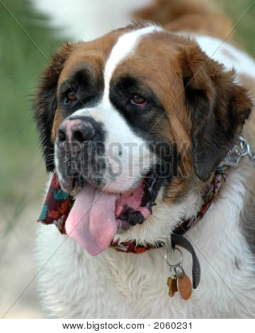 St. Bernard