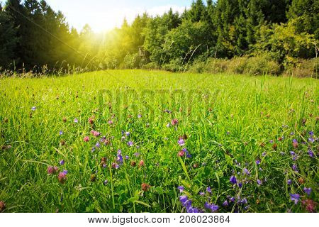 Wild pink clover in green grass field. Clover flowers field in sunset.