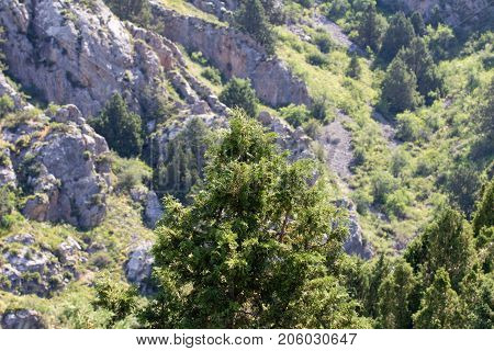 pine tree in the mountains . In the park in nature