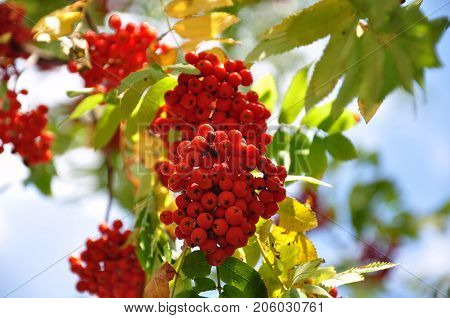 Clusters of red ashberry on a tree in autumn
