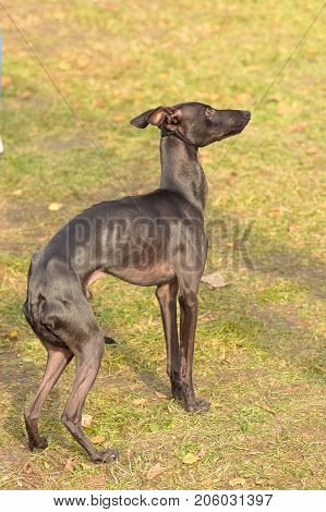 Leverette, a small Italian greyhound, an Italian greyhound, the shortest dog from the Greyhound group.  