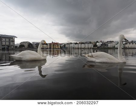 Swan swimming at Reykjavik pond in Iceland