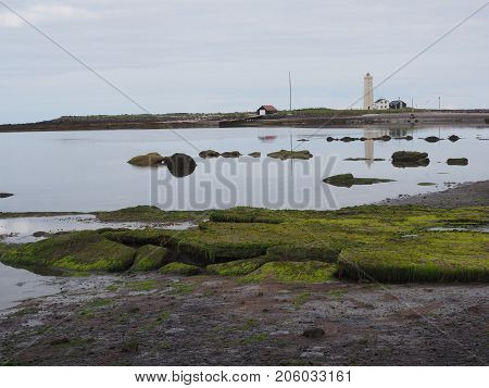 Low tide and exposed green algae on Grotta island, Reykjavik, Iceland
