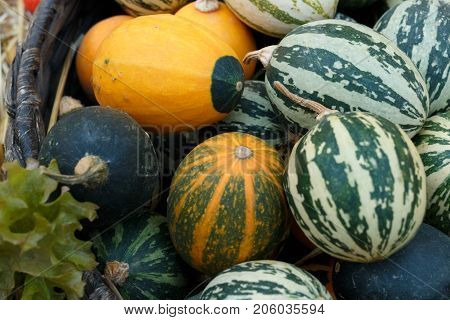 Colorful Pumpkins Collection On The Autumn Market