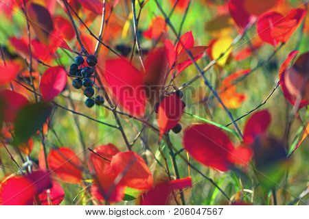 Berries of black chokeberry with red leaves on branches in green krave. Blurry