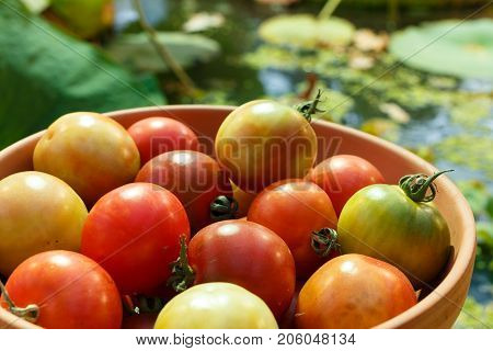 Red And Green Tomatoes On A Plate On A Background Of A Pond