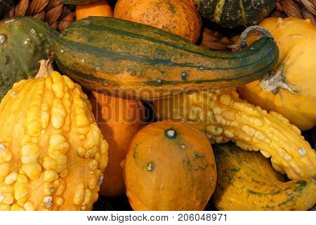Green and orange pumpkins. Harvest of Pumpkins. Colorful pumpkins collection on the autumn market.
