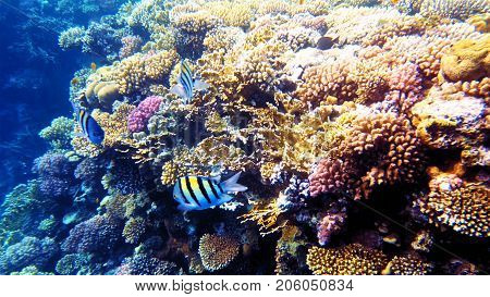 Tropical fish and colorful coral reef underwater shot. Red sea coral reef underwater nature wild life.
