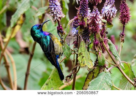Variable sunbird foraging in a bush for nectar
