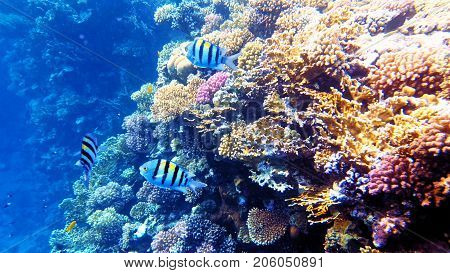 Tropical fish and colorful coral reef underwater shot. Red sea coral reef underwater nature wild life.