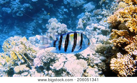 Tropical fish and colorful coral reef underwater shot. Red sea coral reef underwater nature wild life.