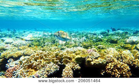 Tropical fish and colorful coral reef underwater shot. Red sea coral reef underwater nature wild life.