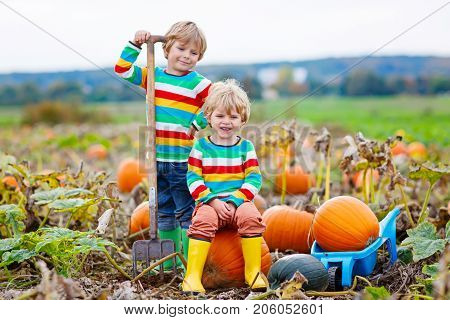 Two little kids boys picking pumpkins on Halloween pumpkin patch. Children playing in field of squash. Kids pick ripe vegetables on a farm in Thanksgiving holiday season. Family having fun in autumn.
