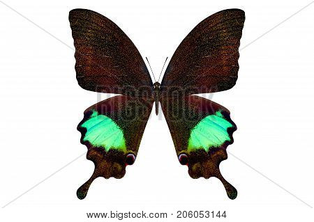 beautiful butterfly isolated on a white background