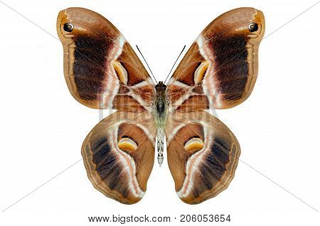 beautiful butterfly isolated on a white background