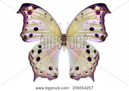 beautiful butterfly isolated on a white background