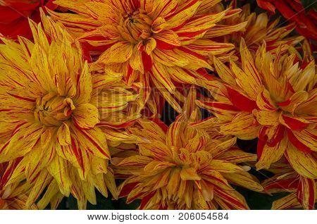beautiful multicolored bouquets of dahlias grown in the summer garden.