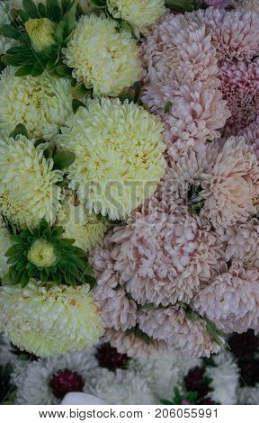 beautiful multicolored flowers of asters grown in the summer garden.