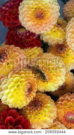 beautiful multicolored bouquets of dahlias grown in the summer garden.