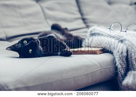 Lazy cat lying by warm woolen sweater and book on gray sofa. Winter or autumn cozy scene.
