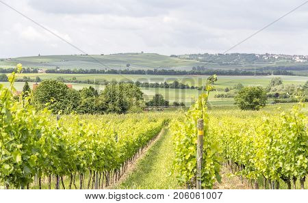 winegrowing scenery around Loerzweiler in the Rhineland-Palatinate in Germany at spring time