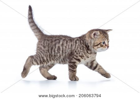 Grey kitten walking gracefully along white background