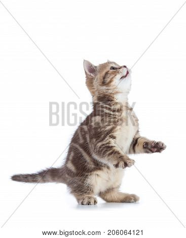 playful tabby kitten cat looking up isolated