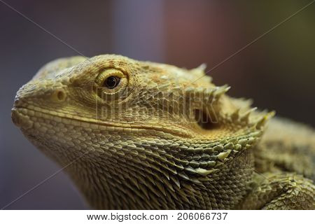 Pogona Vitticeps With Light Green Skin. Bearded Dragon