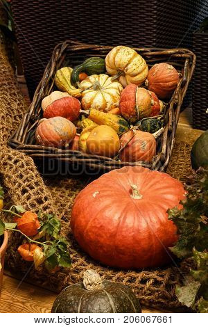 Autumnal decoration with pumpkins. Different kinds of pumpkins in sunshine. Offer at weekly market in autumn. Colorful pumpkins collection on the autumn market. Basket with pumpkins