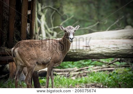 Portrait of a moufflon in a wildpark