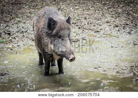 Portrait of a boar in a wildpark