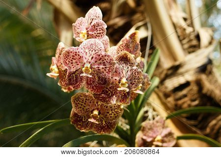 Wild orchids on trees. Orchid in the forest. Beautiful orchid in the forest on highland