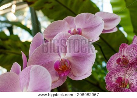 Wild Orchids On Trees