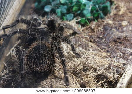 Tarantula Spider Brachypelma