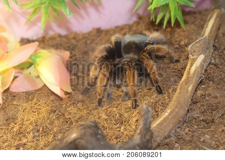 Tarantula Spider Brachypelma