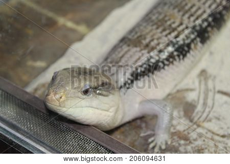A Large Cold-blooded Lizard