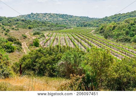 View on biblical landscape, Judean Hills near Beit Shemesh. Israel