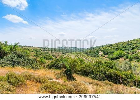View on biblical landscape, Judean Hills near Beit Shemesh. Israel
